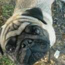 Подробнее об объявлении «Пропала собака кобель Симферополь» Фото: пропала собака Мопс «Пропала собака кобель Симферополь» в г. Симферополь