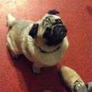 Подробнее об объявлении «Загорянский Найдена собака кобель» Фото: найдена собака Мопс «Загорянский Найдена собака кобель» в г. Загорянский