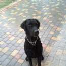 Подробнее об объявлении «Пропала собака кобель Средняя Ахтуба» Фото: пропала собака Лабрадор ретривер «Пропала собака кобель Средняя Ахтуба» в г. Средняя Ахтуба