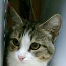 Подробнее об объявлении «Найдена кошка Ханты-Мансийск» Фото: найдена кошка  «Найдена кошка Ханты-Мансийск» в г. Ханты-Мансийск