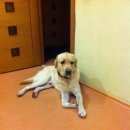 Подробнее об объявлении «Найдена собака кобель лабрадор Череповец» Фото: найдена собака Лабрадор ретривер «Найдена собака кобель лабрадор Череповец» в г. Череповец