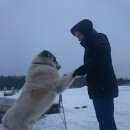 Подробнее об объявлении «Пропала собака кобель Орехово-Зуево» Фото: пропала собака Среднеазиатская овчарка «Пропала собака кобель Орехово-Зуево» в г. Орехово-Зуево