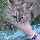 Подробнее об объявлении «Найдена кошка Москва» Фото: найдена кошка  «Найдена кошка Москва» в г. Москва