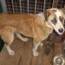 Подробнее об объявлении «Найдена собака Энгельс» Фото: найдена собака Среднеазиатская овчарка «Найдена собака Энгельс» в г. Энгельс