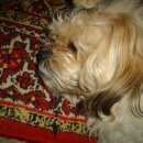 Подробнее об объявлении «Пропала собака кобель Новосибирск» Фото: пропала собака Ши-тцу «Пропала собака кобель Новосибирск» в г. Новосибирск