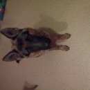 Подробнее об объявлении «Найдена собака немецкая овчарка Нижний Новгород» Фото: найдена собака Немецкая овчарка «Найдена собака немецкая овчарка Нижний Новгород» в г. Нижний Новгород