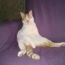Подробнее об объявлении «Дубна Пропал кот белый с большими рыжими пятнами и полосатым хвостом гладкошерстный молодой и...» Фото: пропала кошка  «Дубна Пропал кот белый с большими рыжими...» в г. Дубна