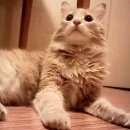 Подробнее об объявлении «Пропал кот Оренбург» Фото: пропала кошка  «Пропал кот Оренбург» в г. Оренбург