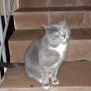 Подробнее об объявлении «Найдена кошка серый, гладкошёрстный, упитанный кот или кошка Дмитров» Фото: найдена кошка  «Найдена кошка серый, гладкошёрстный, упитанный...» в г. Дмитров