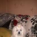 Подробнее об объявлении «Шебекино Пропала собака кобель» Фото: пропала собака Мальтийская болонка «Шебекино Пропала собака кобель» в г. Шебекино