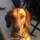 Подробнее об объявлении «Пропала собака кобель Троицк» Фото: пропала собака Такса «Пропала собака кобель Троицк» в г. Троицк