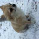 Подробнее об объявлении «Пропала собака кобель Королев» Фото: пропала собака Чихуахуа «Пропала собака кобель Королев» в г. Королев