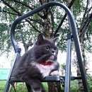 Подробнее об объявлении «Мытищи Пропала кошка» Фото: пропала кошка  «Мытищи Пропала кошка» в г. Мытищи