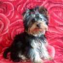 Подробнее об объявлении «Пропала собака щенок Электросталь» Фото: пропала собака Йоркширский терьер «Пропала собака щенок Электросталь» в г. Электросталь