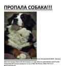 Подробнее об объявлении «Жилево Пропала собака» Фото: пропала собака Бернская горная пастушья собака «Жилево Пропала собака» в г. Жилево