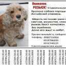 Подробнее об объявлении «Пропала собака кобель с кочубевское Кочубеевское» Фото: пропала собака Английский кокер-спаниель «Пропала собака кобель с кочубевское Кочубеевское» в г. Кочубеевское