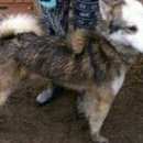 Подробнее об объявлении «Пропала собака кобель 10.04.16 Тверь» Фото: пропала собака Западно-сибирская лайка «Пропала собака кобель 10.04.16 Тверь» в г. Тверь