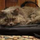 Подробнее об объявлении «Тамбов Пропала кошка» Фото: пропала кошка Британская длинношерстная «Тамбов Пропала кошка» в г. Тамбов