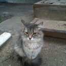 Подробнее об объявлении «Найдена кошка Оренбург» Фото: найдена кошка  «Найдена кошка Оренбург» в г. Оренбург