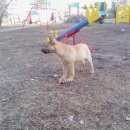 Подробнее об объявлении «Найдена собака хозяин Бор» Фото: найдена собака  «Найдена собака хозяин Бор» в г. Бор