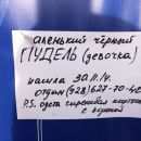 Подробнее об объявлении «Ростов-на-Дону Найдена собака» Фото: найдена собака Пудель «Ростов-на-Дону Найдена собака» в г. Ростов-на-Дону