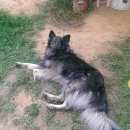 Подробнее об объявлении «Пропала собака кобель помогите найти. Можайск» Фото: пропала собака  «Пропала собака кобель помогите найти. Можайск» в г. Можайск