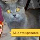 Подробнее об объявлении «Кашира Пропала кошка» Фото: пропала кошка Британская длинношерстная «Кашира Пропала кошка» в г. Кашира
