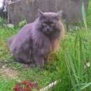 Подробнее об объявлении «Пропал кот. Челябинск» Фото: пропала кошка  «Пропал кот. Челябинск» в г. Челябинск