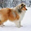 Подробнее об объявлении «Пропала собака кобель колли Кемерово» Фото: пропала собака Колли «Пропала собака кобель колли Кемерово» в г. Кемерово