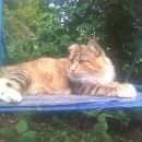 Подробнее об объявлении «Пропала кошка Фрязино» Фото: пропала кошка  «Пропала кошка Фрязино» в г. Фрязино