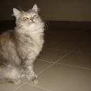 Подробнее об объявлении «Краснодар Найдена кошка» Фото: найдена кошка  «Краснодар Найдена кошка» в г. Краснодар
