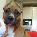 Подробнее об объявлении «Энгельс Найдена собака» Фото: найдена собака  «Энгельс Найдена собака» в г. Энгельс