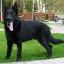 Подробнее об объявлении «Владикавказ Найдена собака кобель собака похожа как на фото» Фото: найдена собака  «Владикавказ Найдена собака кобель собака похожа...» в г. Владикавказ