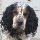 Подробнее об объявлении «Нижнекамск Пропала собака кобель рядом с ом в деревне березовая грива.» Фото: пропала собака Русский охотничий спаниель «Нижнекамск Пропала собака кобель рядом с ом в...» в г. Нижнекамск