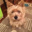 Подробнее об объявлении «Пропала собака Санкт-Петербург» Фото: пропала собака Керн терьер «Пропала собака Санкт-Петербург» в г. Санкт-Петербург