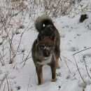Подробнее об объявлении «Бердск Пропала собака» Фото: пропала собака Западно-сибирская лайка «Бердск Пропала собака» в г. Бердск