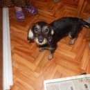 Подробнее об объявлении «Новокузнецк Найдена собака» Фото: найдена собака  «Новокузнецк Найдена собака» в г. Новокузнецк