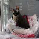 Подробнее об объявлении «Чехов Пропала кошка ский район. вознаграждение» Фото: пропала кошка Донской сфинкс «Чехов Пропала кошка ский район. вознаграждение» в г. Чехов