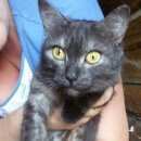 Подробнее об объявлении «Найдена кошка Ханты-Мансийск» Фото: найдена кошка  «Найдена кошка Ханты-Мансийск» в г. Ханты-Мансийск