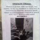 Подробнее об объявлении «Пропала собака Самара» Фото: пропала собака  «Пропала собака Самара» в г. Самара