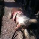 Подробнее об объявлении «Пропала собака Санкт-Петербург» Фото: пропала собака Китайская хохлатая собака «Пропала собака Санкт-Петербург» в г. Санкт-Петербург