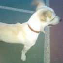 Подробнее об объявлении «Красноярск Найдена собака кобель» Фото: найдена собака  «Красноярск Найдена собака кобель» в г. Красноярск