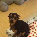 Подробнее об объявлении «Пропала собака кобель Екатеринбург» Фото: пропала собака  «Пропала собака кобель Екатеринбург» в г. Екатеринбург