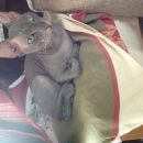 Подробнее об объявлении «Найдена кошка Санкт-Петербург» Фото: найдена кошка Донской сфинкс «Найдена кошка Санкт-Петербург» в г. Санкт-Петербург