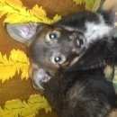 Подробнее об объявлении «Пропала собака Санкт-Петербург» Фото: пропала собака  «Пропала собака Санкт-Петербург» в г. Санкт-Петербург