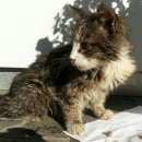 Подробнее об объявлении «Найдена кошка Орехово-Зуево» Фото: найдена кошка  «Найдена кошка Орехово-Зуево» в г. Орехово-Зуево