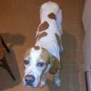 Подробнее об объявлении «Найдена собака кобель пойнтер в нижнем новгороде Нижний Новгород» Фото: найдена собака Пойнтер «Найдена собака кобель пойнтер в нижнем...» в г. Нижний Новгород