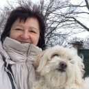 Подробнее об объявлении «Пропала собака Королев» Фото: пропала собака  «Пропала собака Королев» в г. Королев