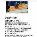 Подробнее об объявлении «Нахабино Пропал кот» Фото: пропала кошка  «Нахабино Пропал кот» в г. Нахабино