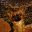 Подробнее об объявлении «Пропала собака кобель Санкт-Петербург» Фото: пропала собака Чихуахуа «Пропала собака кобель Санкт-Петербург» в г. Санкт-Петербург